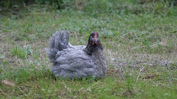 Инкубационное яйцо курицы гриз Синди (Венгрия Украина)