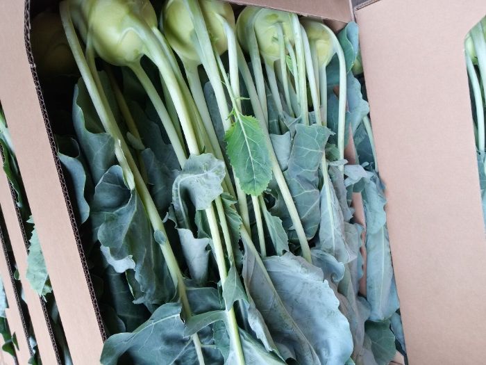 KALAREPA świeża MŁODA sezon 2026