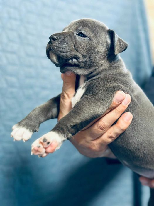 Цуценя АСТ АМСТАФ/ Щенок АМСТАФ АСТ стаффордширский терьер