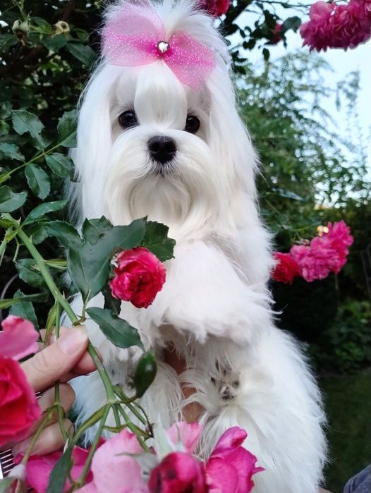 Мальтезе дівчинка