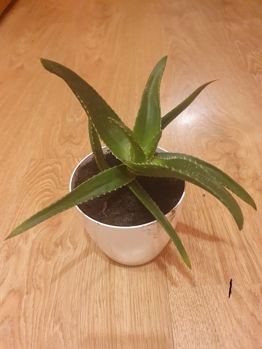 Aloes w doniczce
