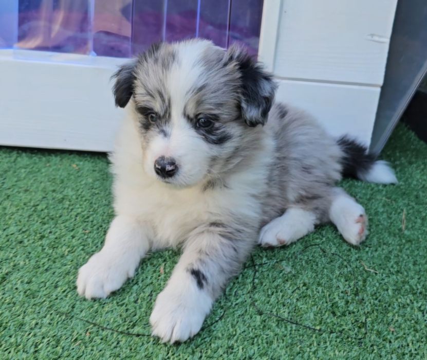 Valentino FCI Zkwp Border Collie