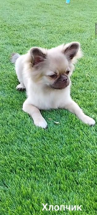 Хлопчик довгошерстний шукає родину