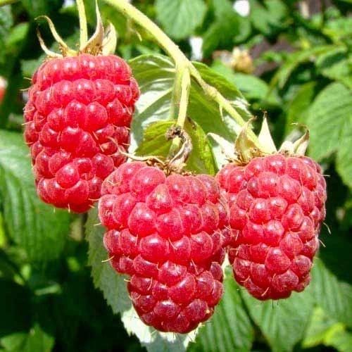 Продаються садженці врожайної малини для посадки