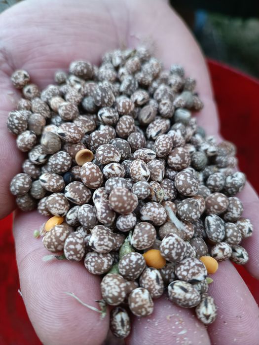 Łubin Gorzki Wąskolistny 500Kg