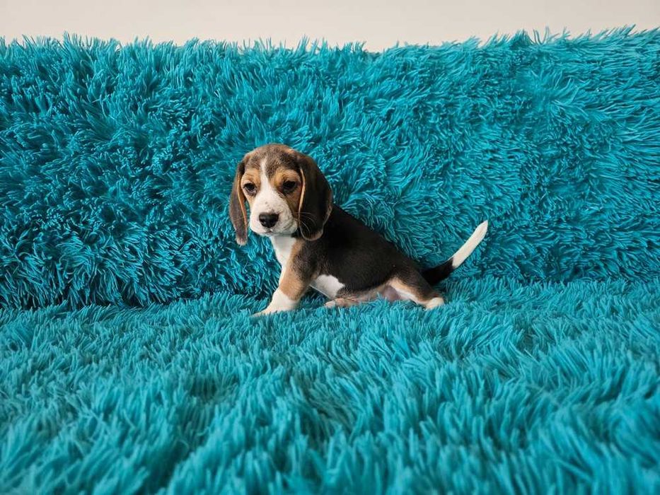 BEAGLE-suczka, ZKwP/FCI, mniejsza w typie,śliczna