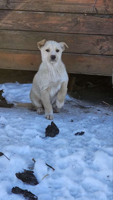 Терміново цуценята в добрі руки 2-3 місяці