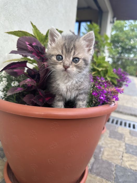 Кицюня в добрі руки