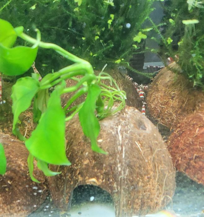 Ozdoba Akwariowa. Anubias na kokosie.