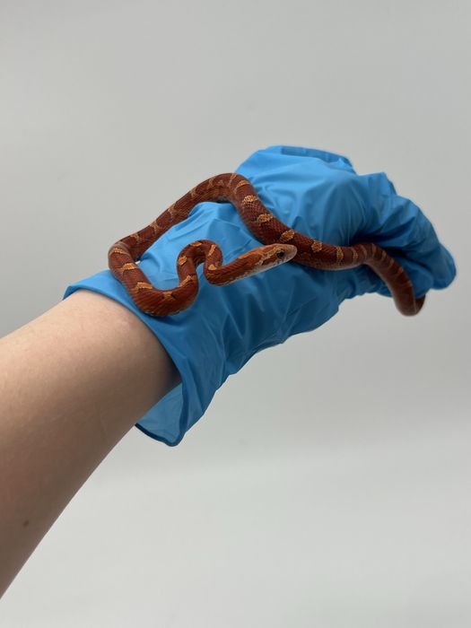 Wąż zbożowy węże zbożowe wyprawka transport