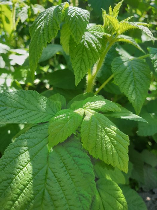 Malinotruskawka,jarzyna czarna słodka mieta,malina żółta