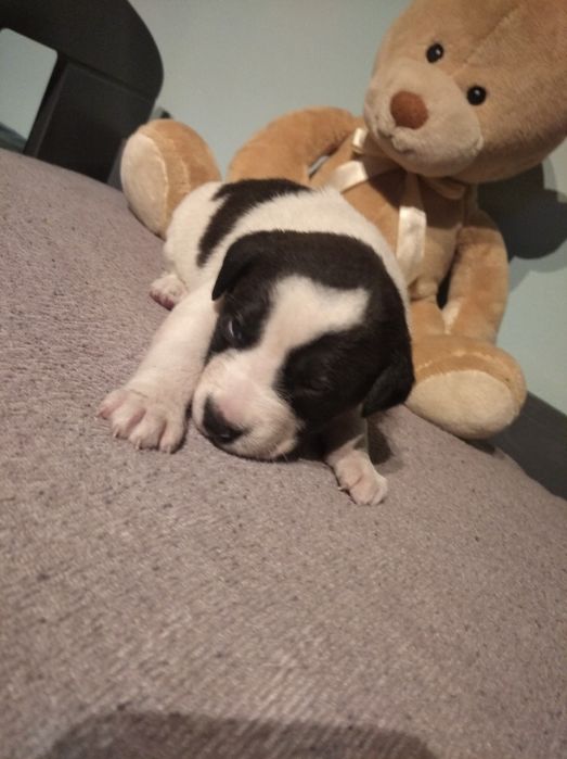 Oddam mix shitzu szczeniaki miniaturki