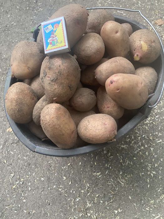 Продам велику картоплю