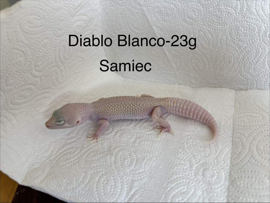 Eublefar/Gekon lamparci z tego sezonu