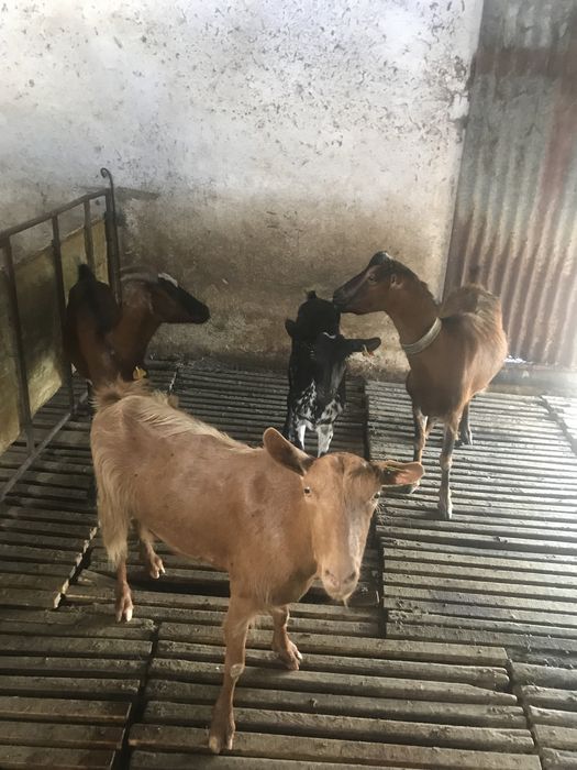 Vendo 4  cabras boas  b4