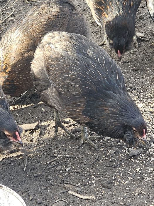 Araucany bezogoniaste jajka legowe