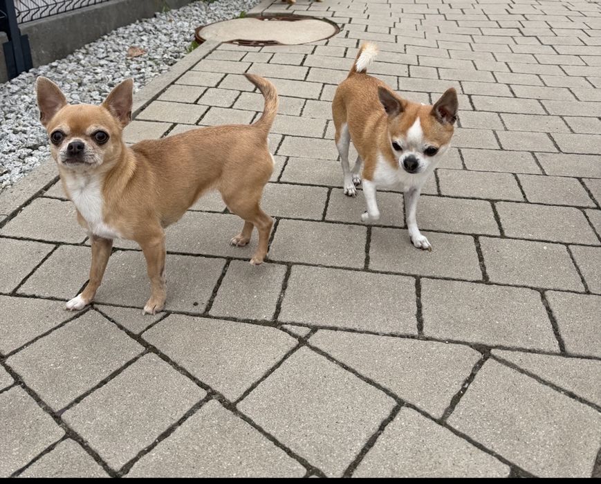 Pieski chihuahua suczka piesek po steryl. I kastracji