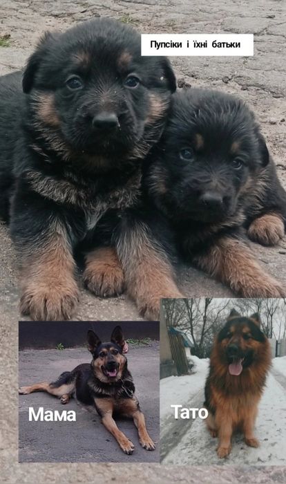 Продам маленьких  класних німців.