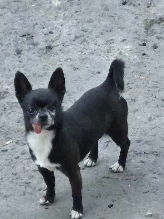 Хлопчик Чихуахуа в добрі руки