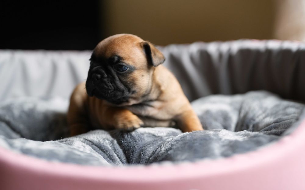 Buldog francuski ZKWP/FCI piesek po championach