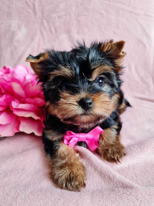 York Suczka do odbioru. Metryka, chip.