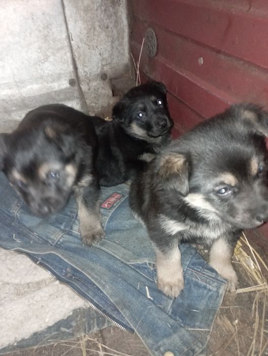 Щенок немецкой авчарки