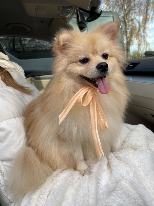 Померанські шпіци — Маленькі щастячка готові до переїзду