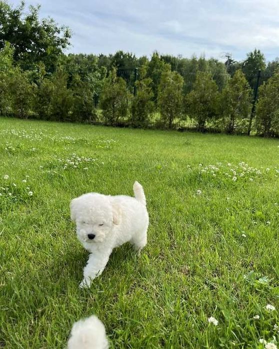 Poodle branco disponível