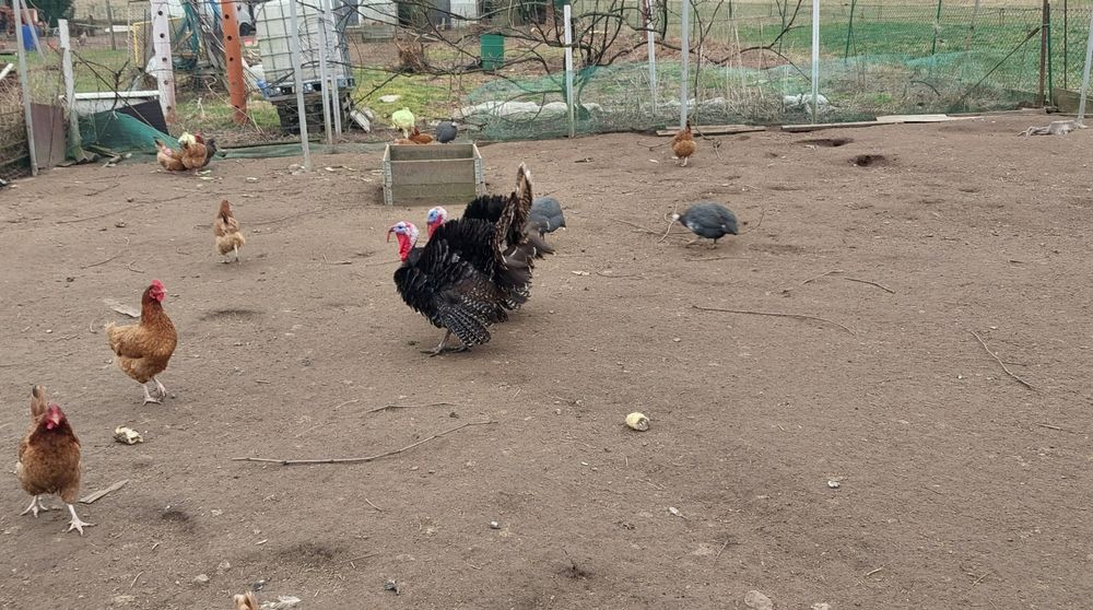 Sprzedam Indory z własnego chowu