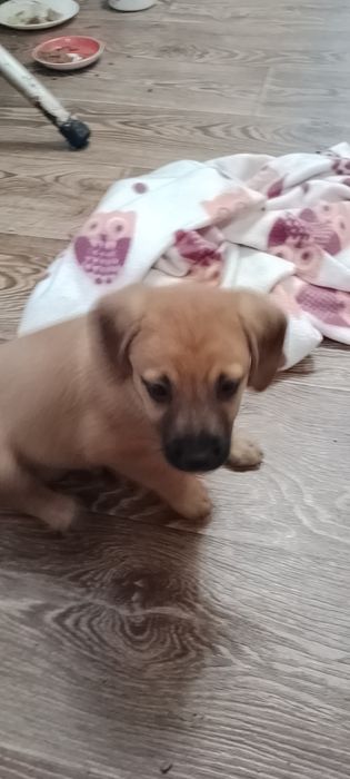 Цуценята красиві в добрі руки