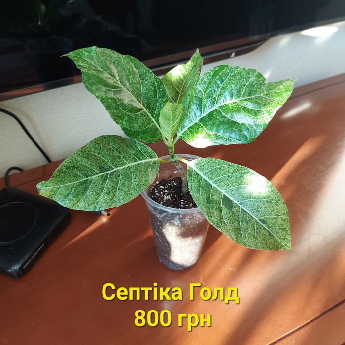 Фікус Септіка Голд Септіка Вайт.