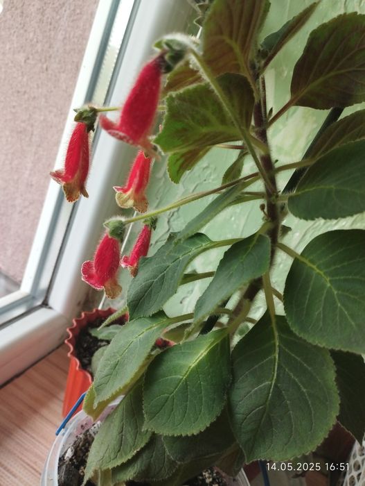 Колерія Cecille молоді рослини