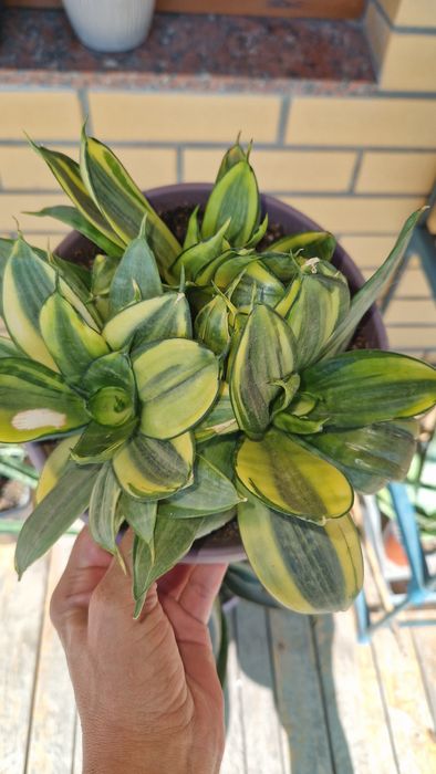 сансевієрія wendy , marsha anjany