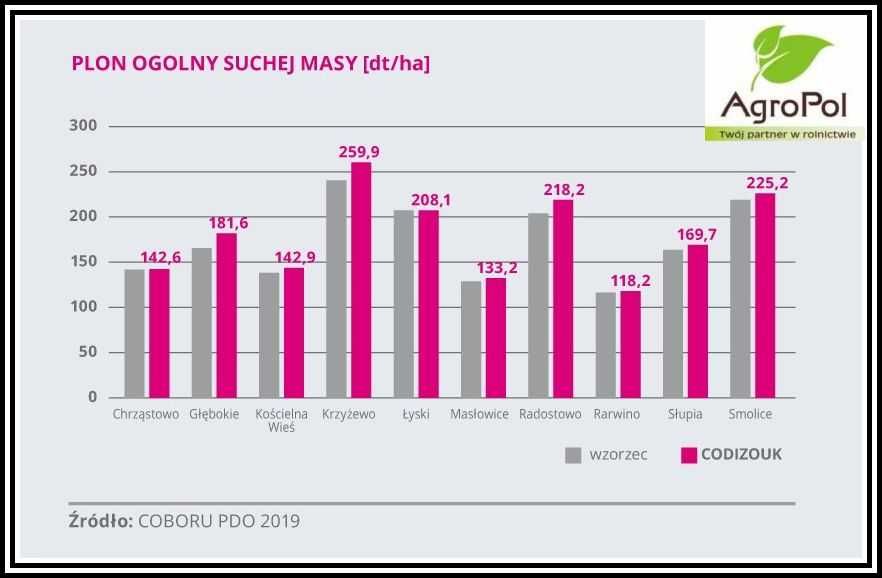 Kukurydza CODIZOUK - Rekord Polski Kiszonka Nasiona Kukurydzy IGP