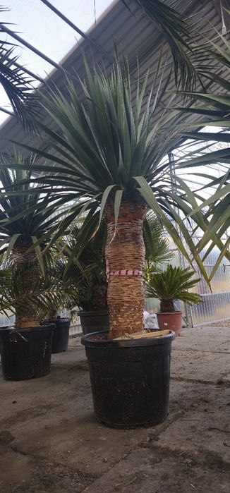 Dracaena draco DRACENA smocza rolina egzotyczna Yucca Panki  OLX.pl