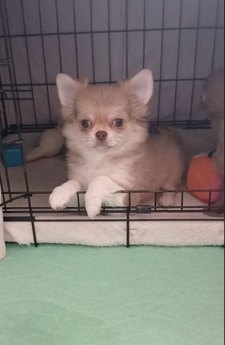 Стандартна дівчинка,КСУ,у Львові