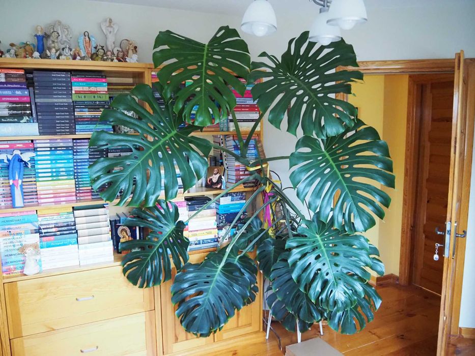 Duża Piękna Monstera 140cm – Donica i Palik GRATIS
