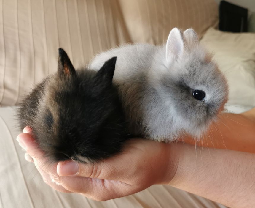 Coelhos anões bebés + gaiola nova + alimentação adequada