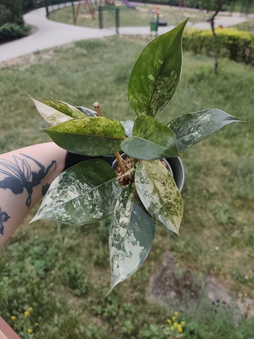 Aglaonema siam jade variegata