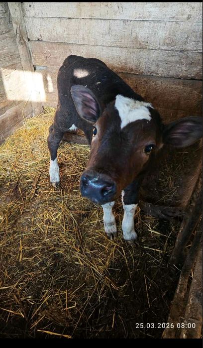 Продам Бичка недорого