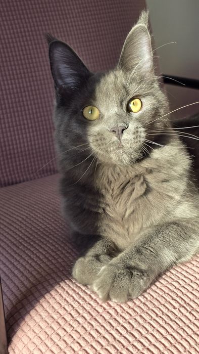 Niebieska kotka Maine Coon