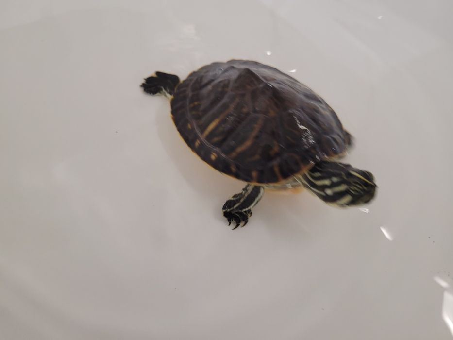 żółw  wodno-lądowy akwarium