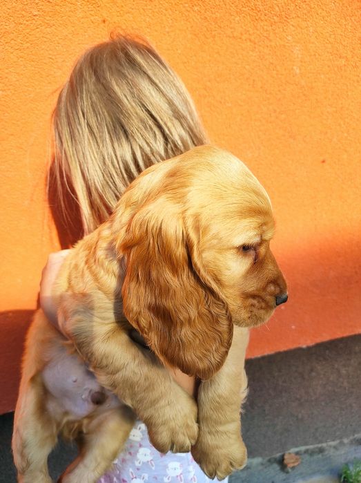 Cocker spaniel angielski chłopak