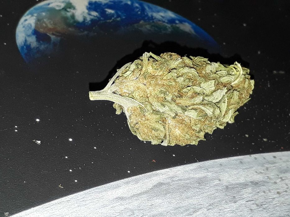 Marihuana Orange Cake 15g Susz Roślinny Konopny CBC THC CBN CBL Cannabis Flos
