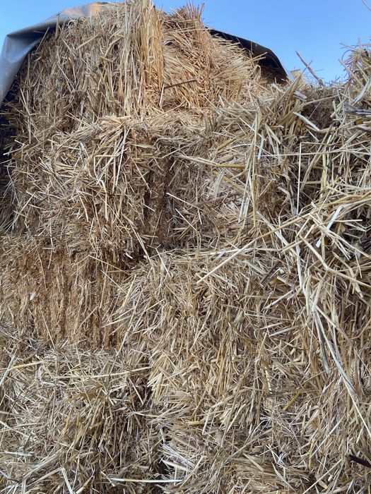 Fardos pequenos de feno semeado