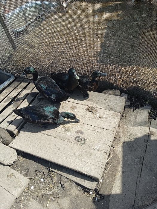 Продам. Инкубационные яйца уток каюга.