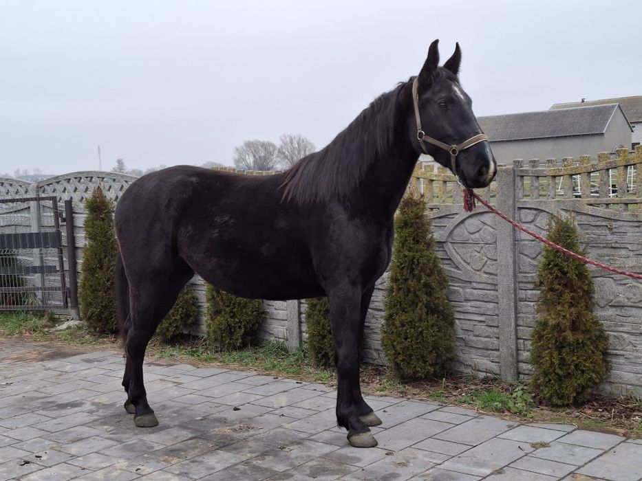 Sprzedam klacz śląska