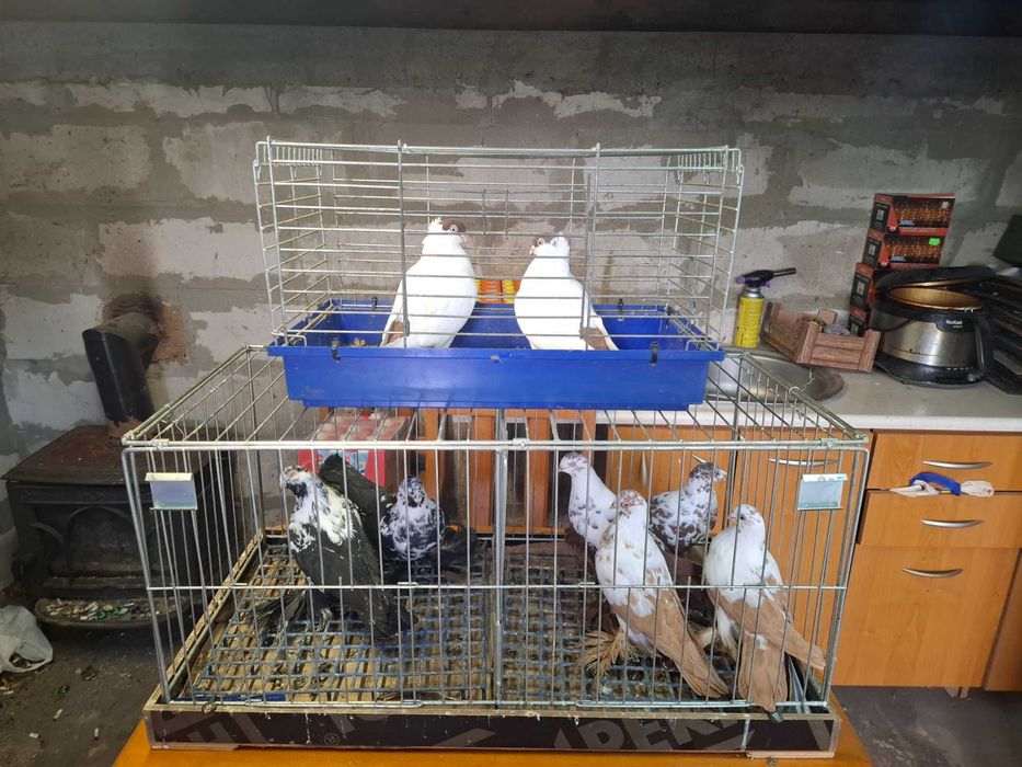 Gołębie fajfry pary