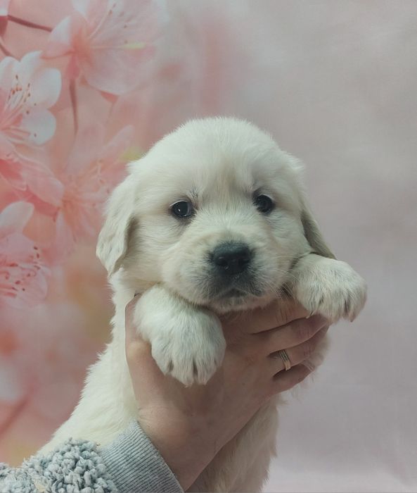 Golden Retriever lop/exames