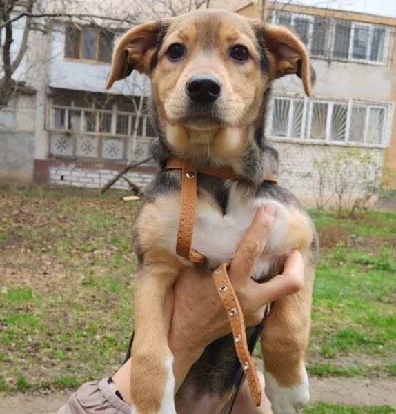 Отдам даром в добрые руки щенка метис бигля